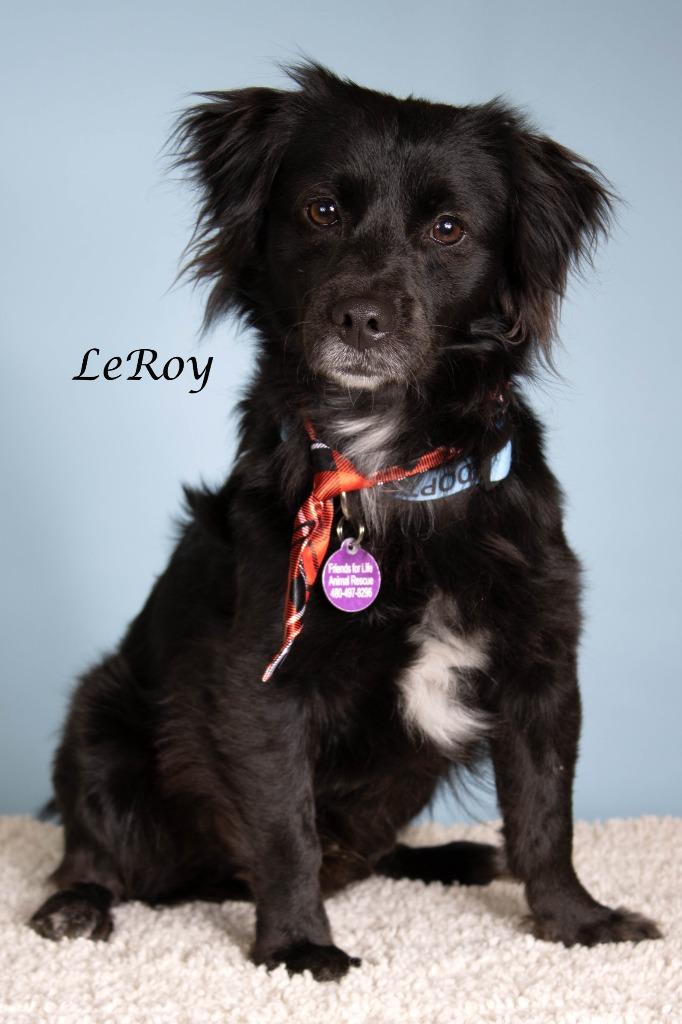 LeRoy, Adoptable, Adult Male Chihuahua & Spaniel.