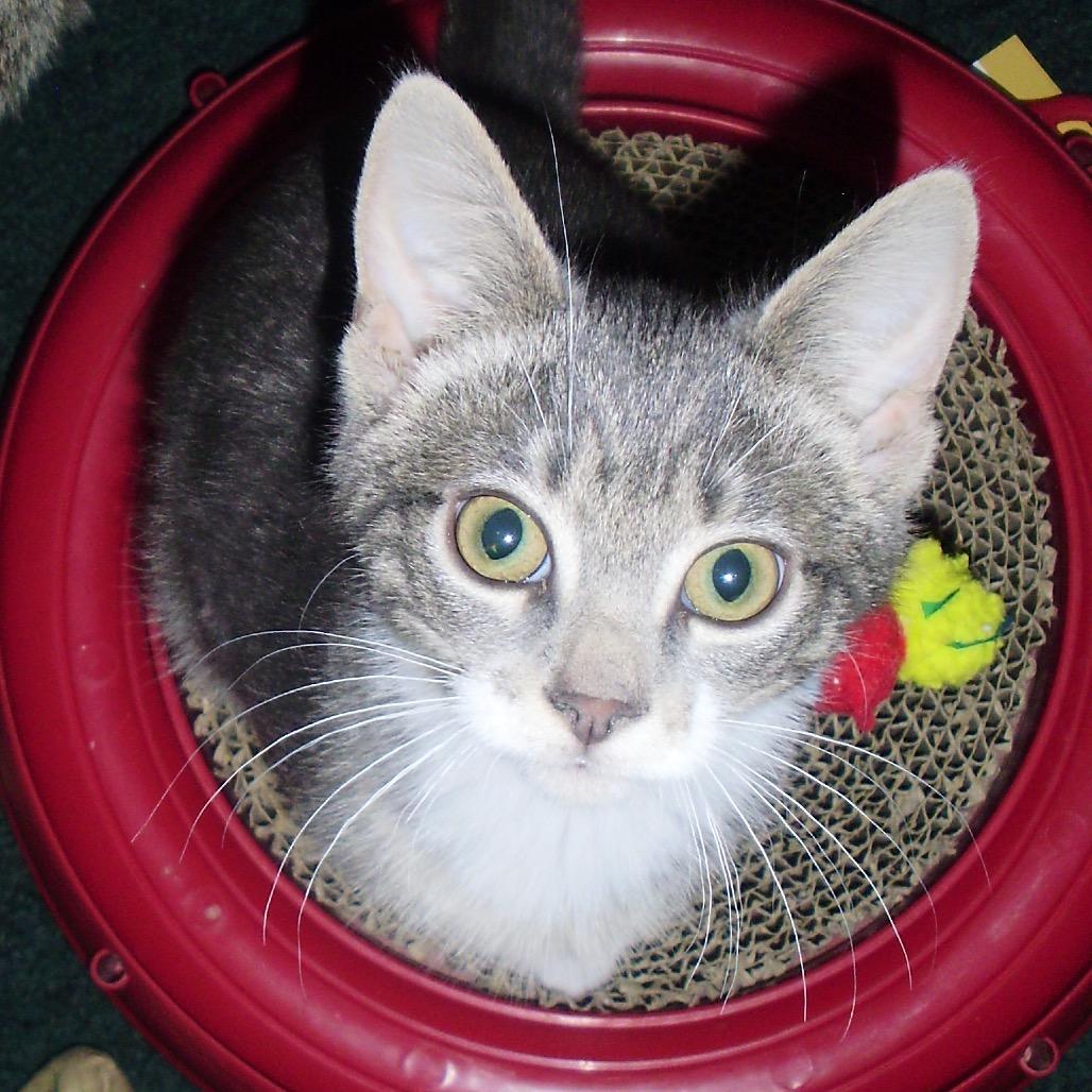 Wesley, Adoptable, Kitten Male Domestic Short Hair.