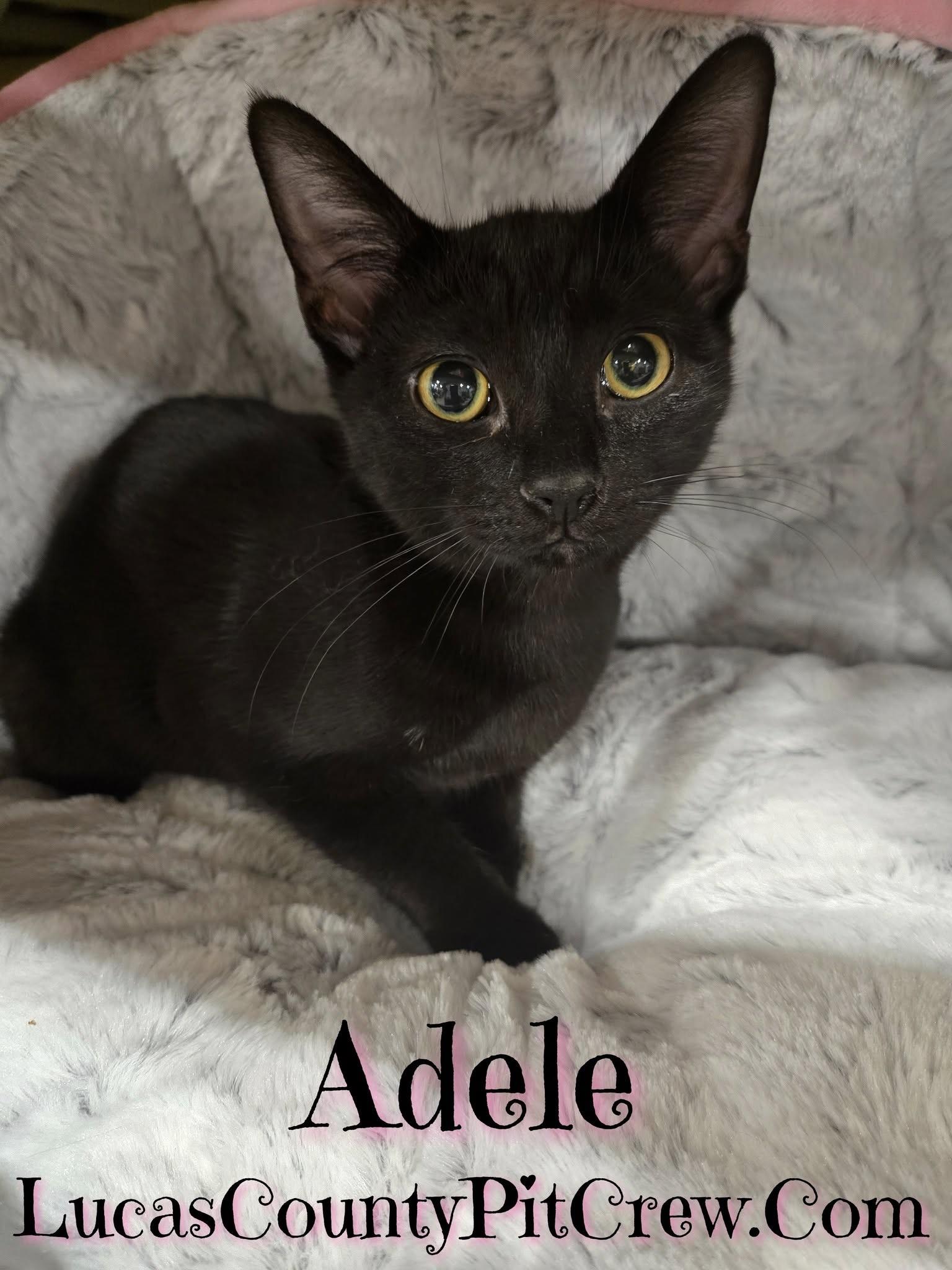 Adele