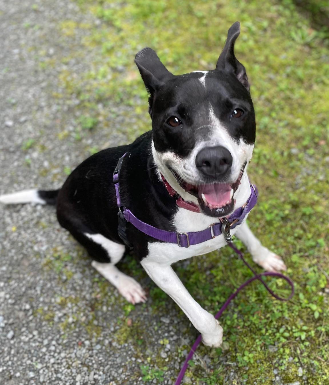 Roxy, a Adoptable mixed breed in Honesdale, PA image 4/4