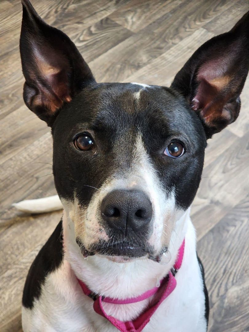 Roxy, an adoptable Pit Bull Terrier in Honesdale, PA, 18431 | Photo Image 1