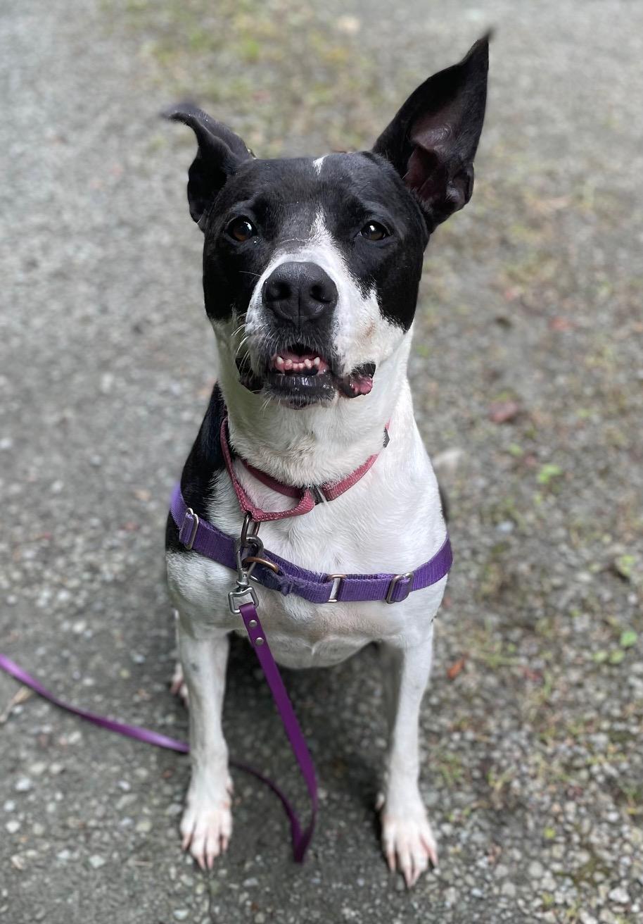 Roxy, a Adoptable mixed breed in Honesdale, PA image 2/4