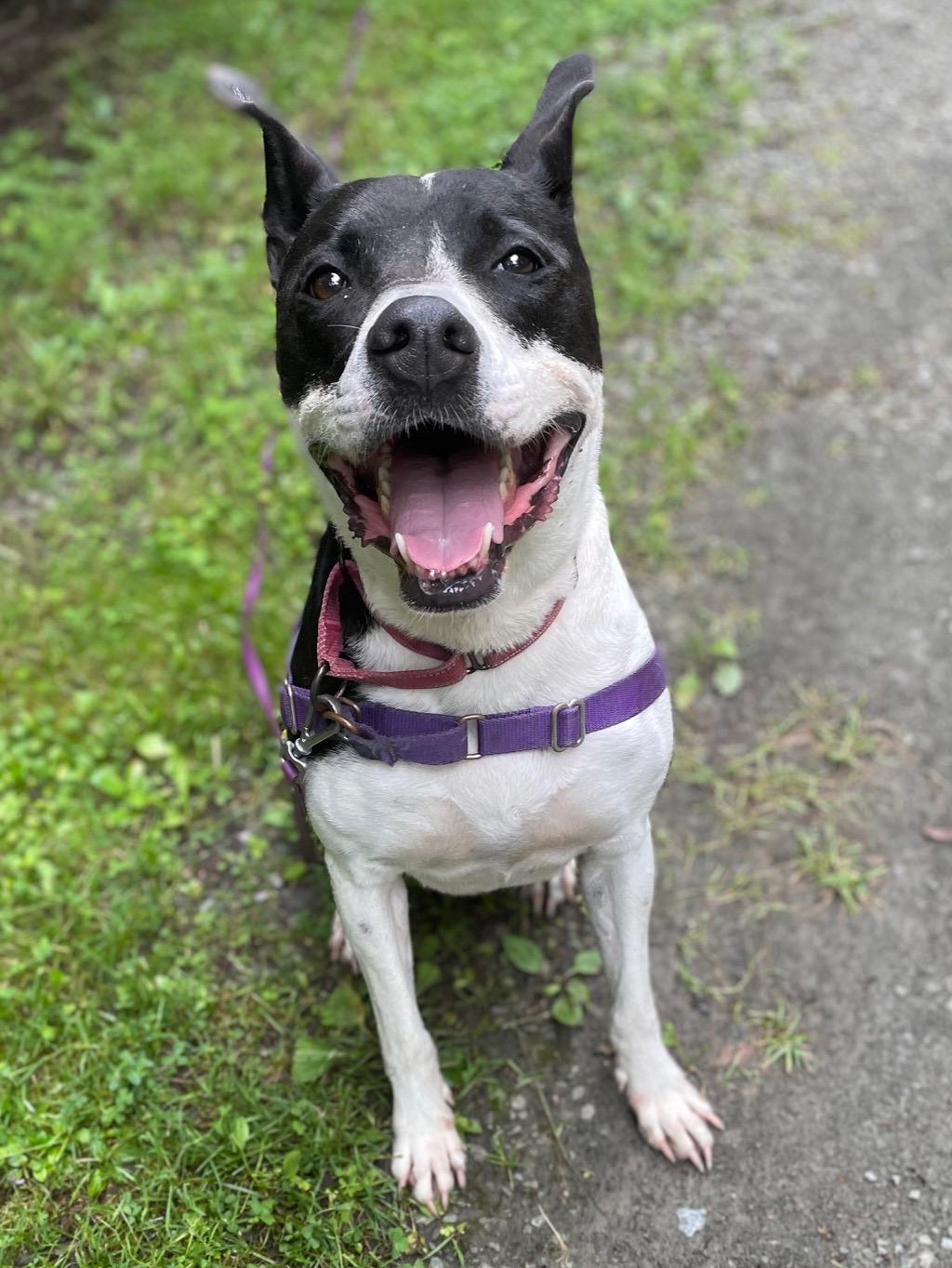 Roxy, a Adoptable mixed breed in Honesdale, PA image 3/4