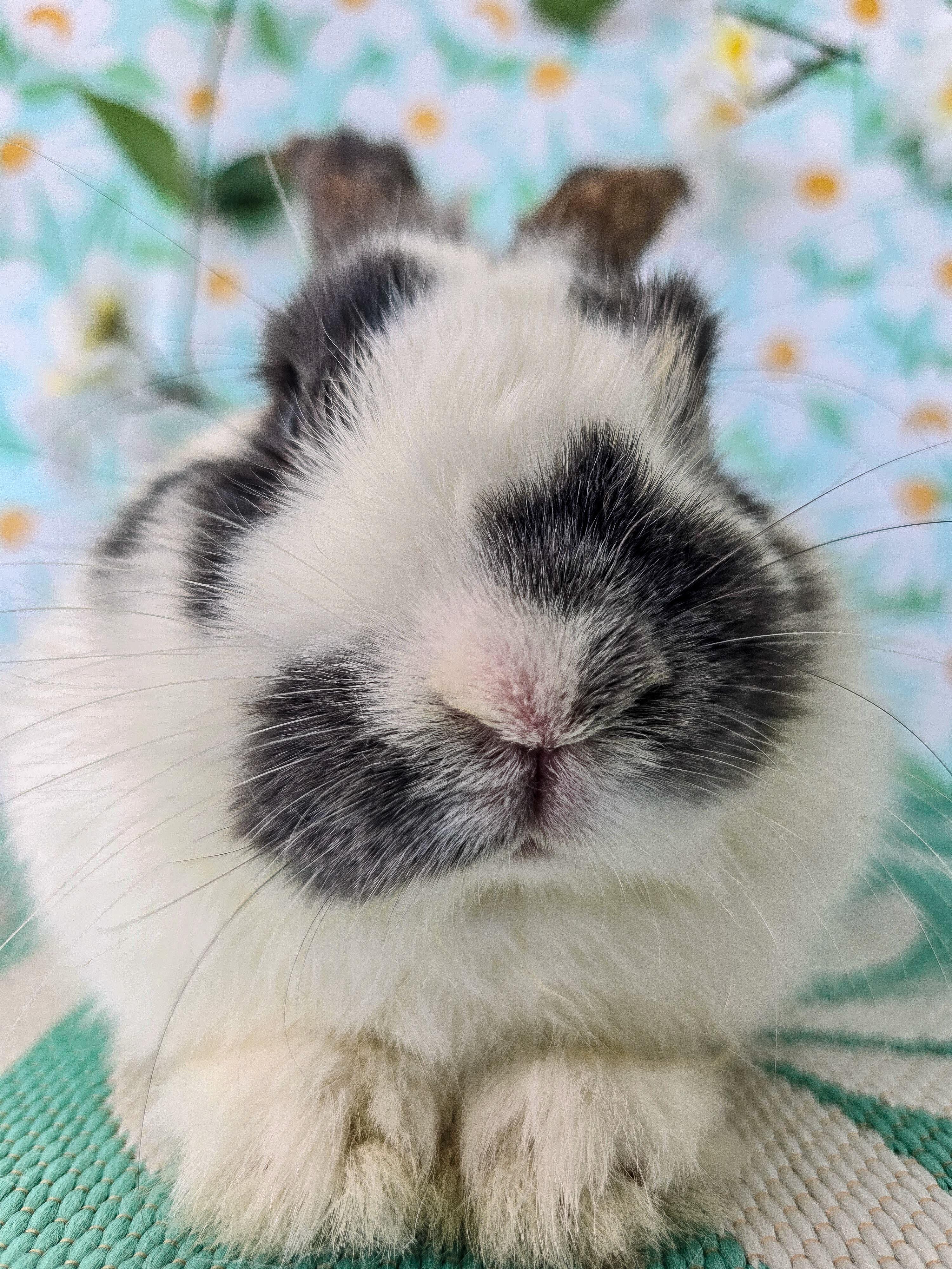 Marble, an adopted Bunny Rabbit in Long Beach, CA image 3/3