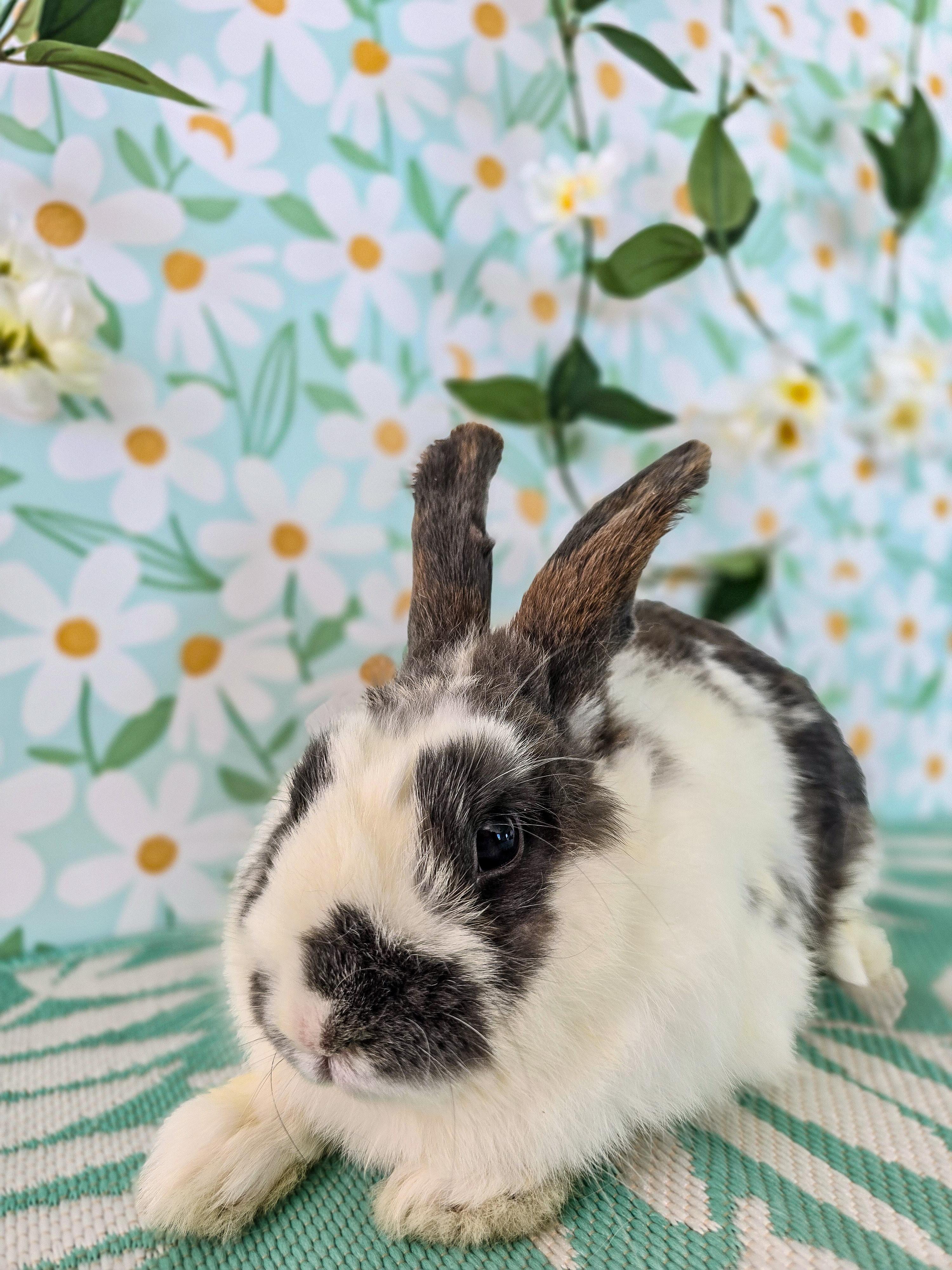 Marble, adopted, Young Male Bunny Rabbit.