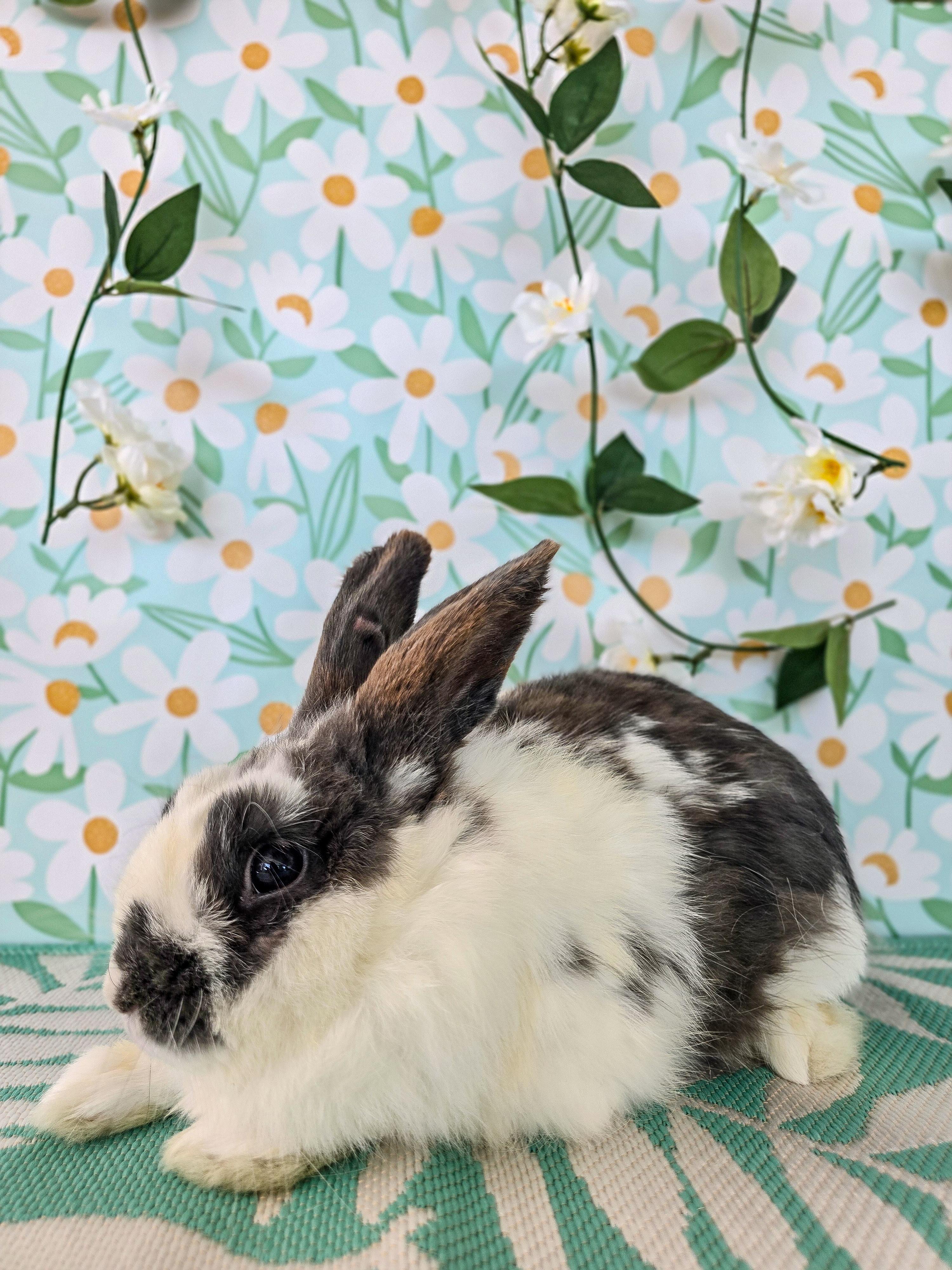Marble, an adopted Bunny Rabbit in Long Beach, CA image 2/3