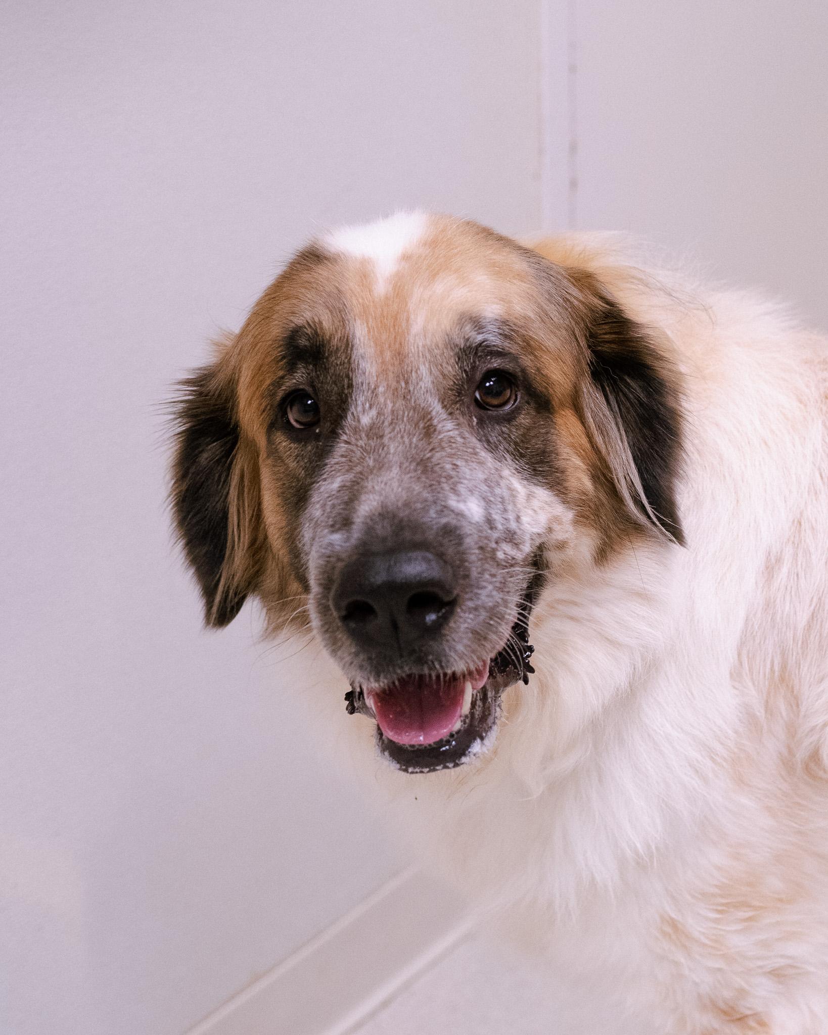 Enlarge Zephyr, a ADOPTABLE mixed breed in Cincinnati, OH image 2/4