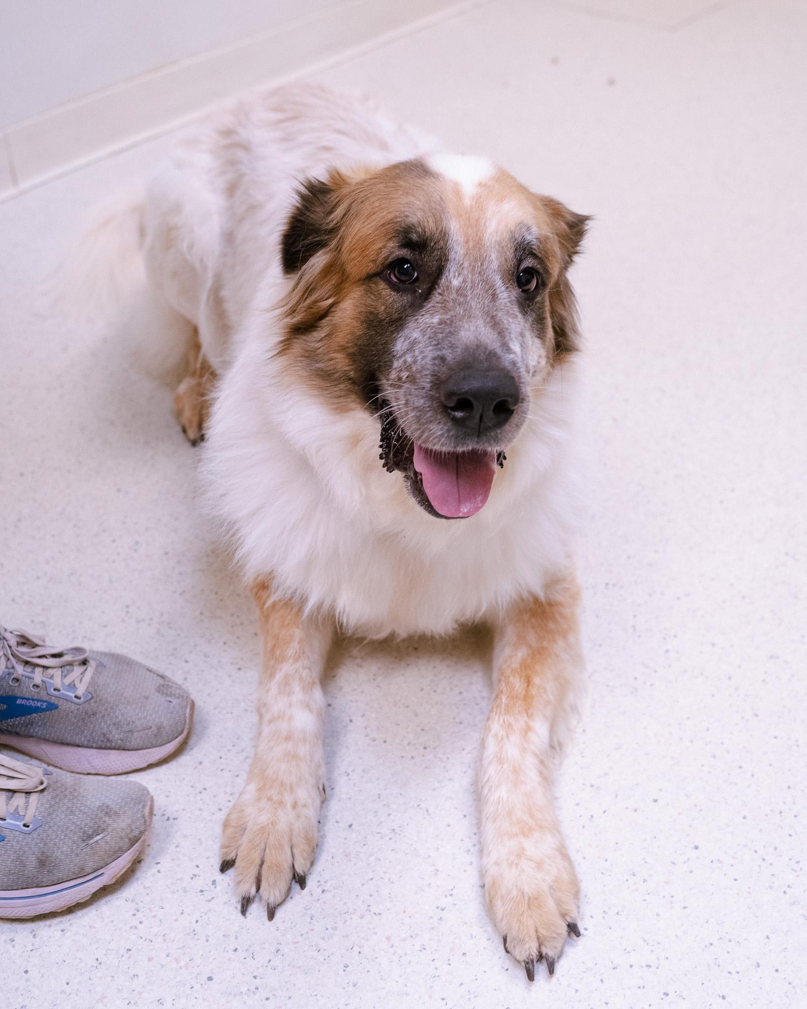 Enlarge Zephyr, a ADOPTABLE mixed breed in Cincinnati, OH image 3/4