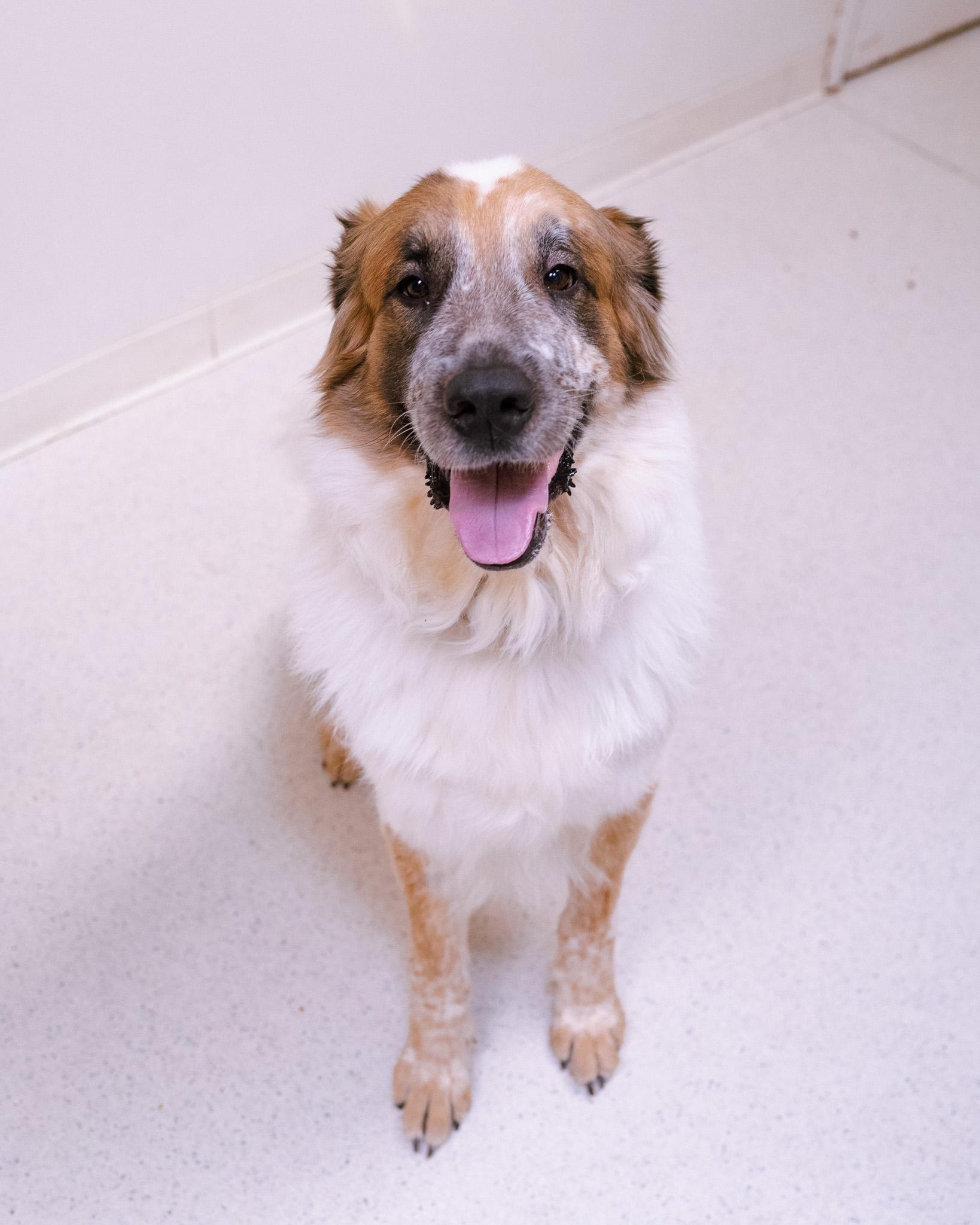 Enlarge Zephyr, a ADOPTABLE mixed breed in Cincinnati, OH image 4/4