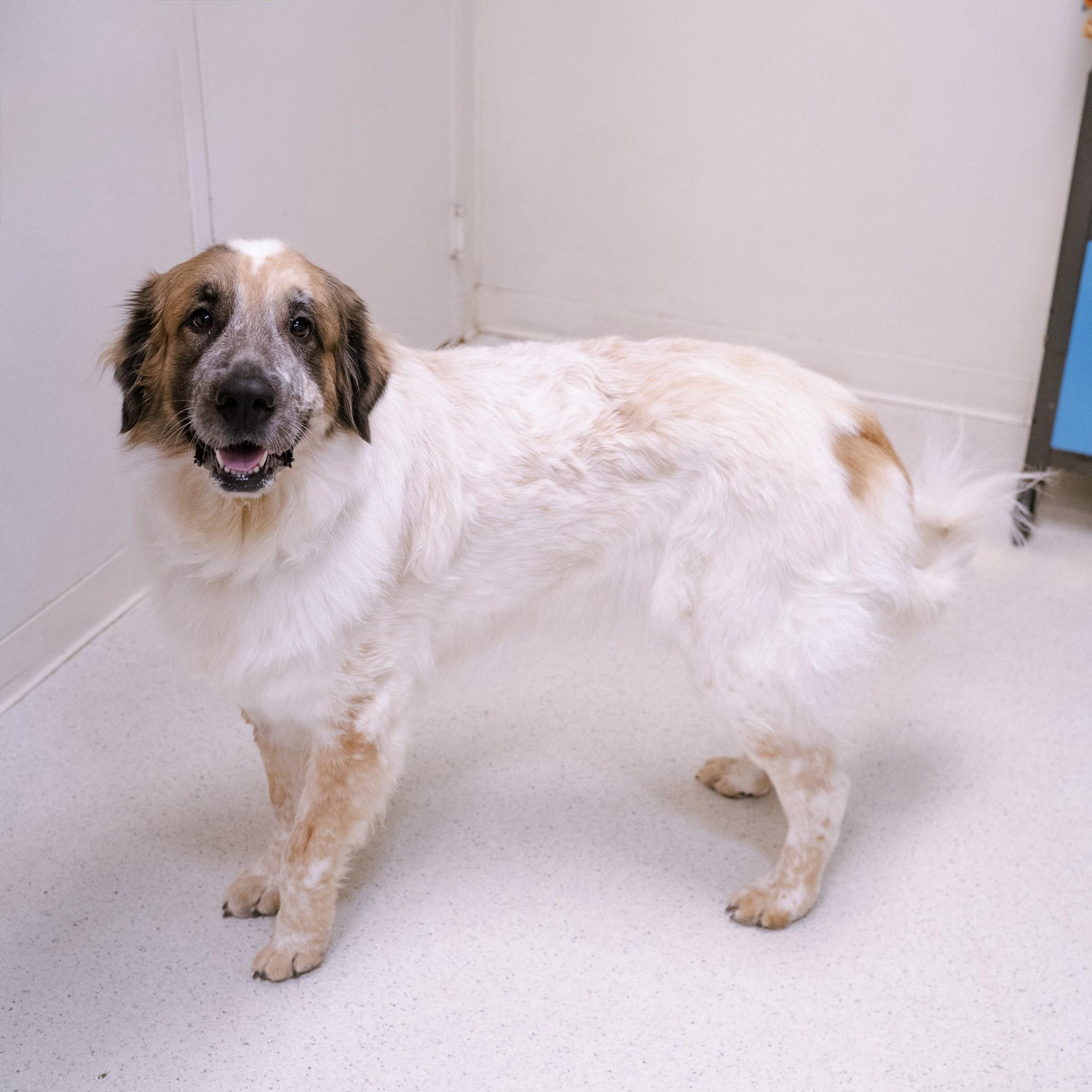 Enlarge Zephyr, a ADOPTABLE mixed breed in Cincinnati, OH image 1/4