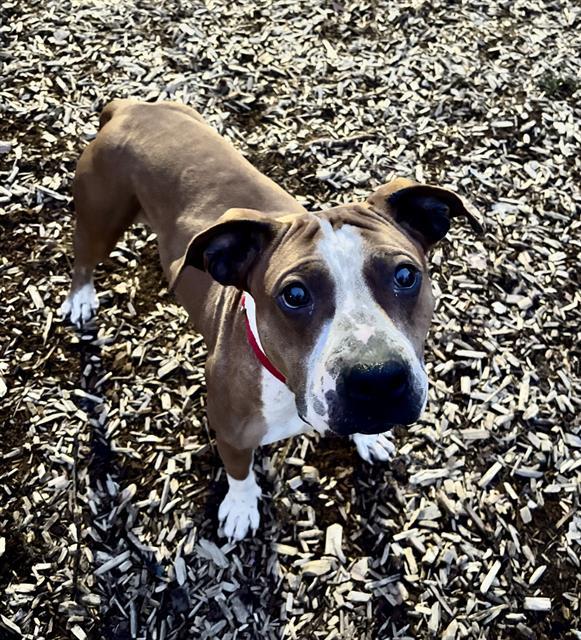 SPORK, Adoptable, Adult Male Pit Bull Terrier.