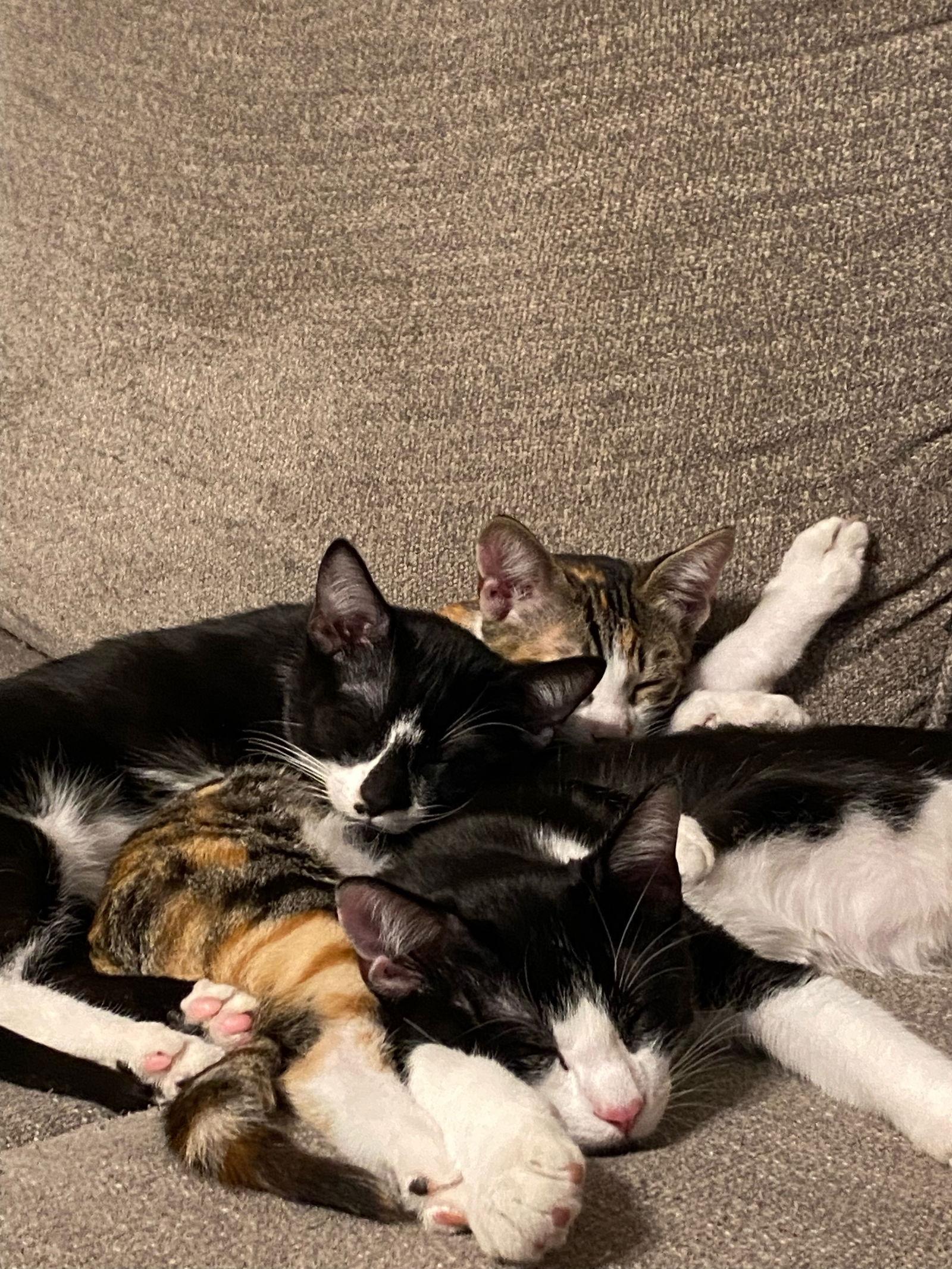 Enlarge Boba ( Napa GDS), a Adoptable Tuxedo in Napa, CA image 1/3