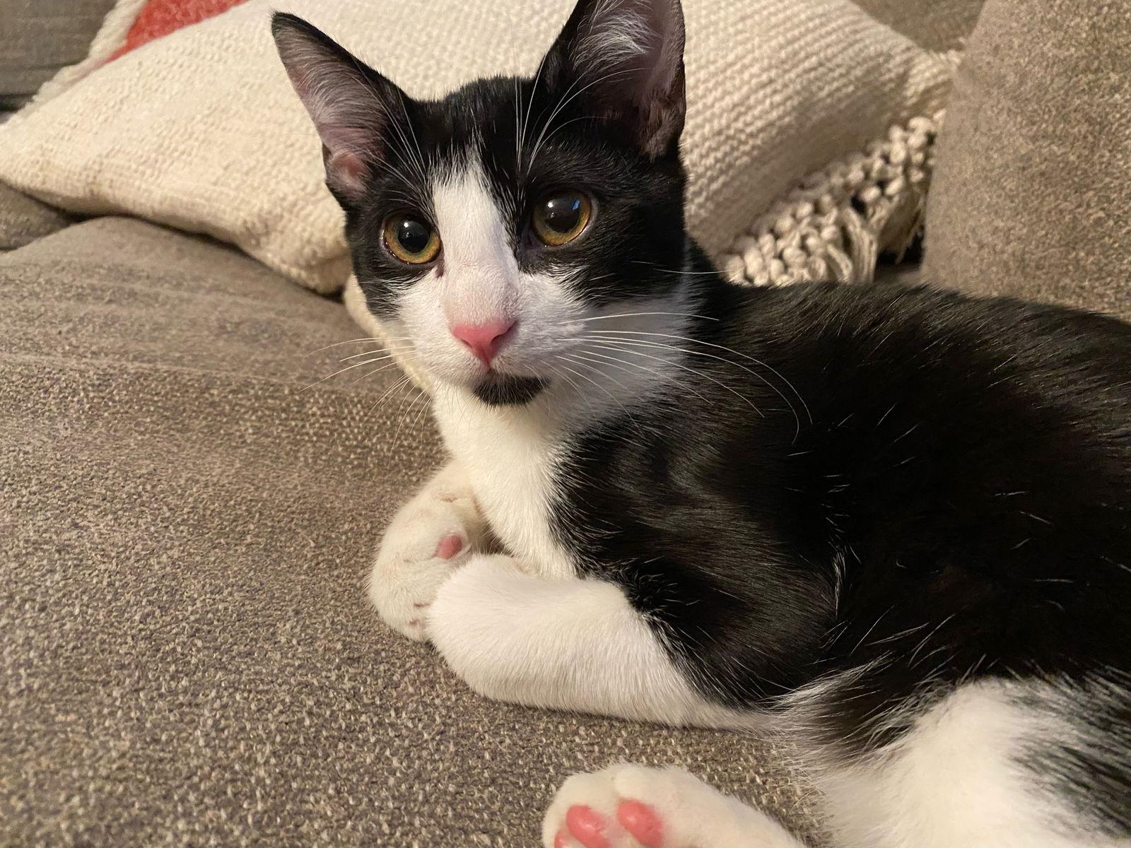 Enlarge Boba ( Napa GDS), a Adoptable Tuxedo in Napa, CA image 2/3