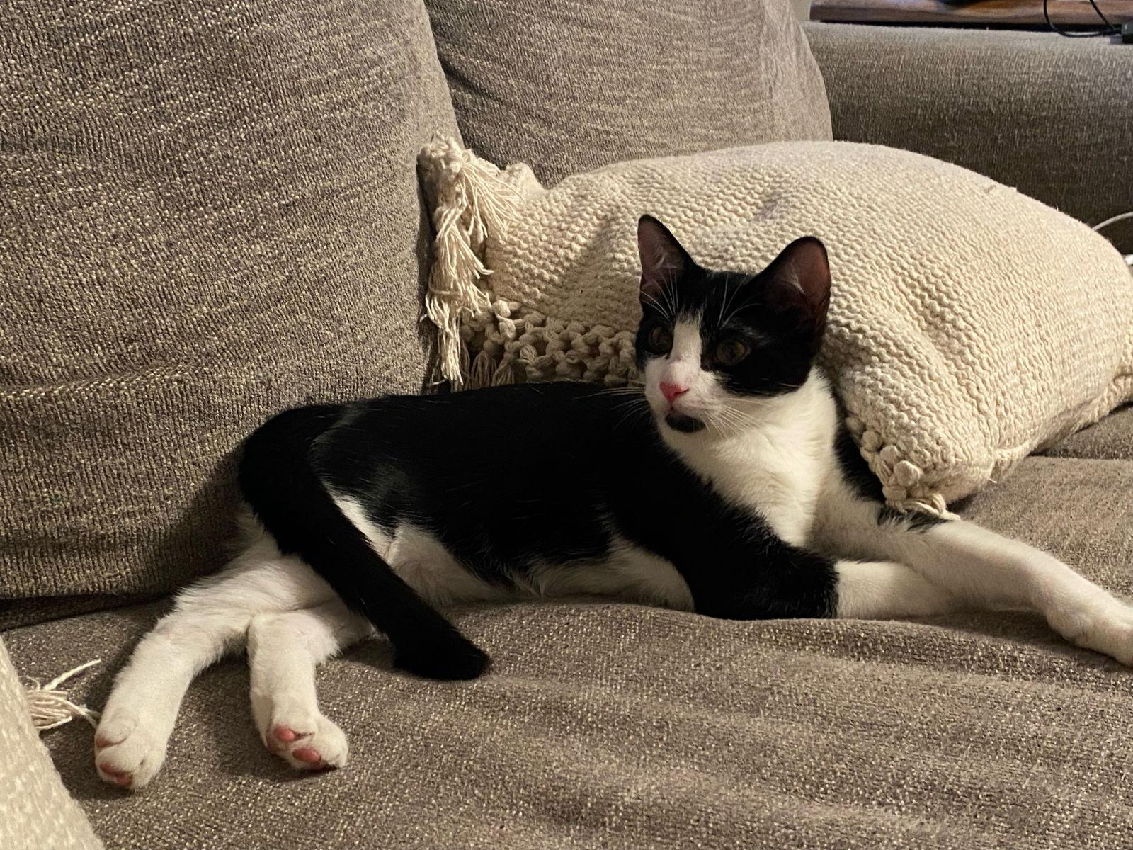 Boba ( Napa GDS), Adoptable, Young Male Tuxedo.