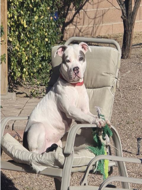 Enlarge GREY WIND, a Adoptable mixed breed in Las Vegas, NV image 1/1
