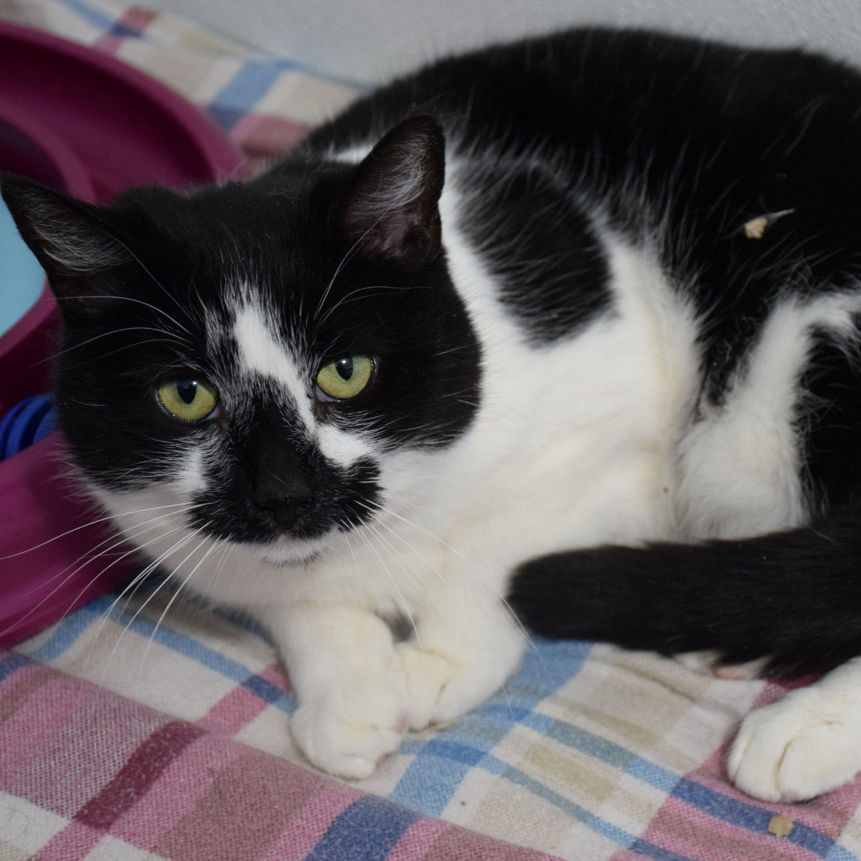 Sierra, ADOPTABLE, Adult Female Domestic Short Hair.