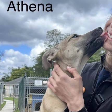 Athena aka Trixie (20260201-07)