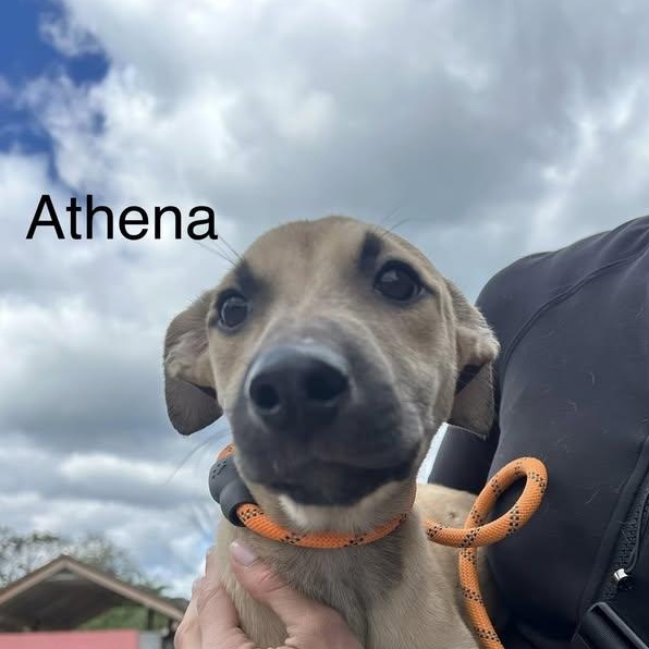Athena aka Trixie (20260201-07) — thumbnail 2