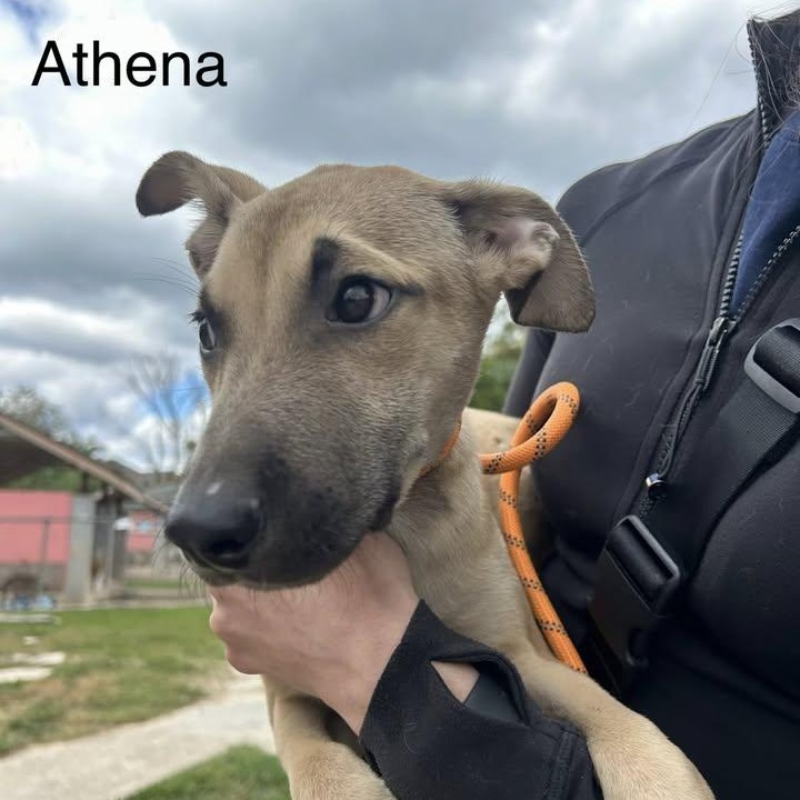 Athena aka Trixie (20260201-07) — thumbnail 3