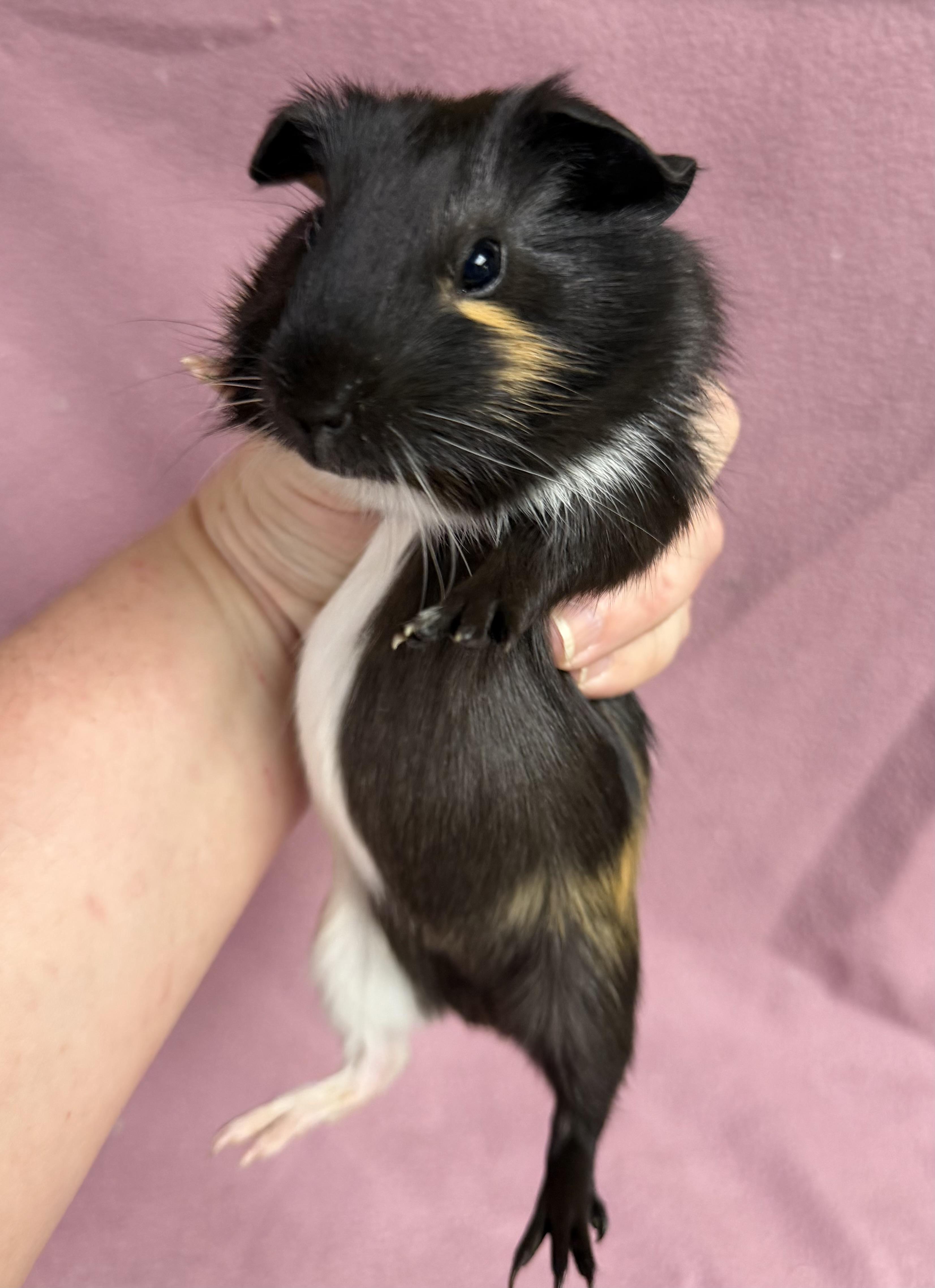 Enlarge Alice, a Adopted Guinea Pig in Edinburg, PA image 2/4