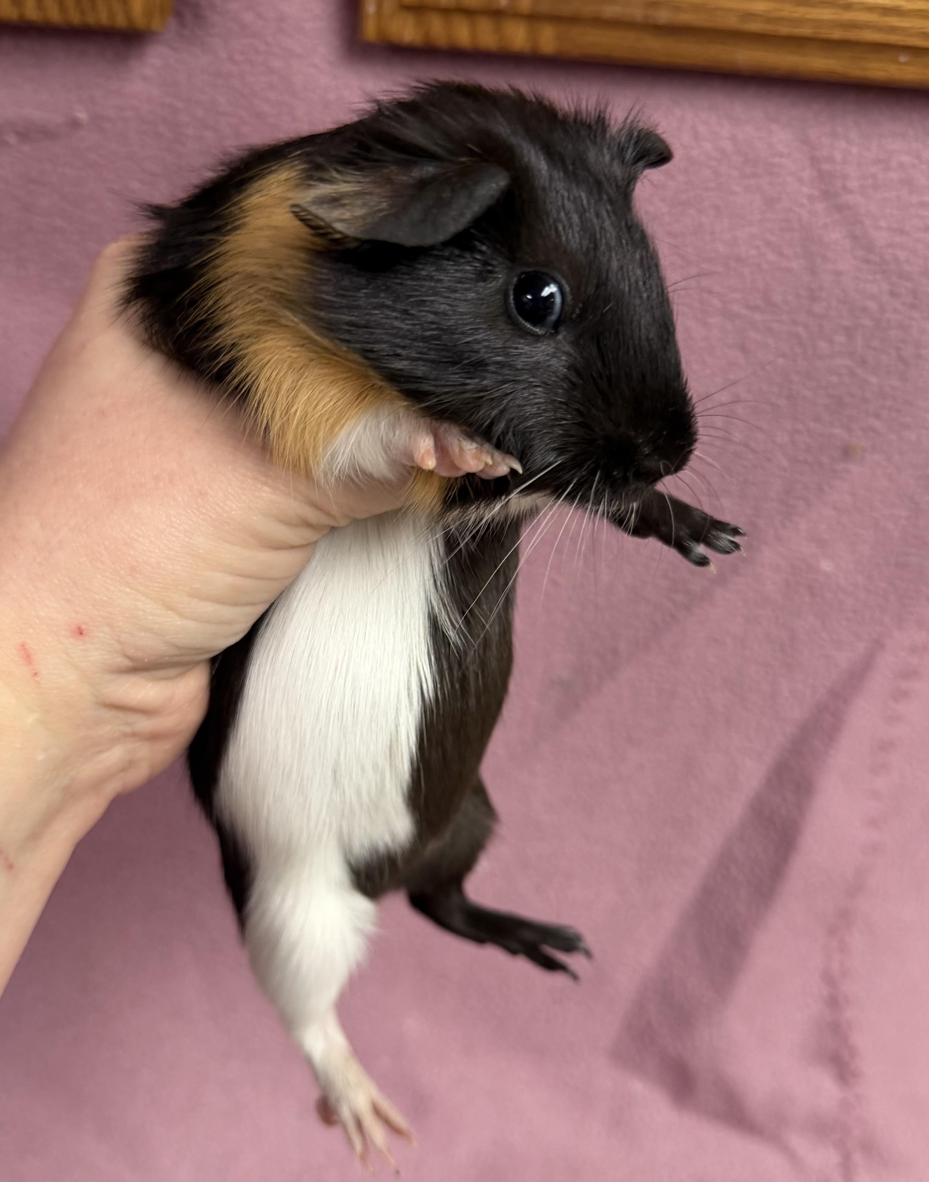 Enlarge Alice, a Adopted Guinea Pig in Edinburg, PA image 3/4