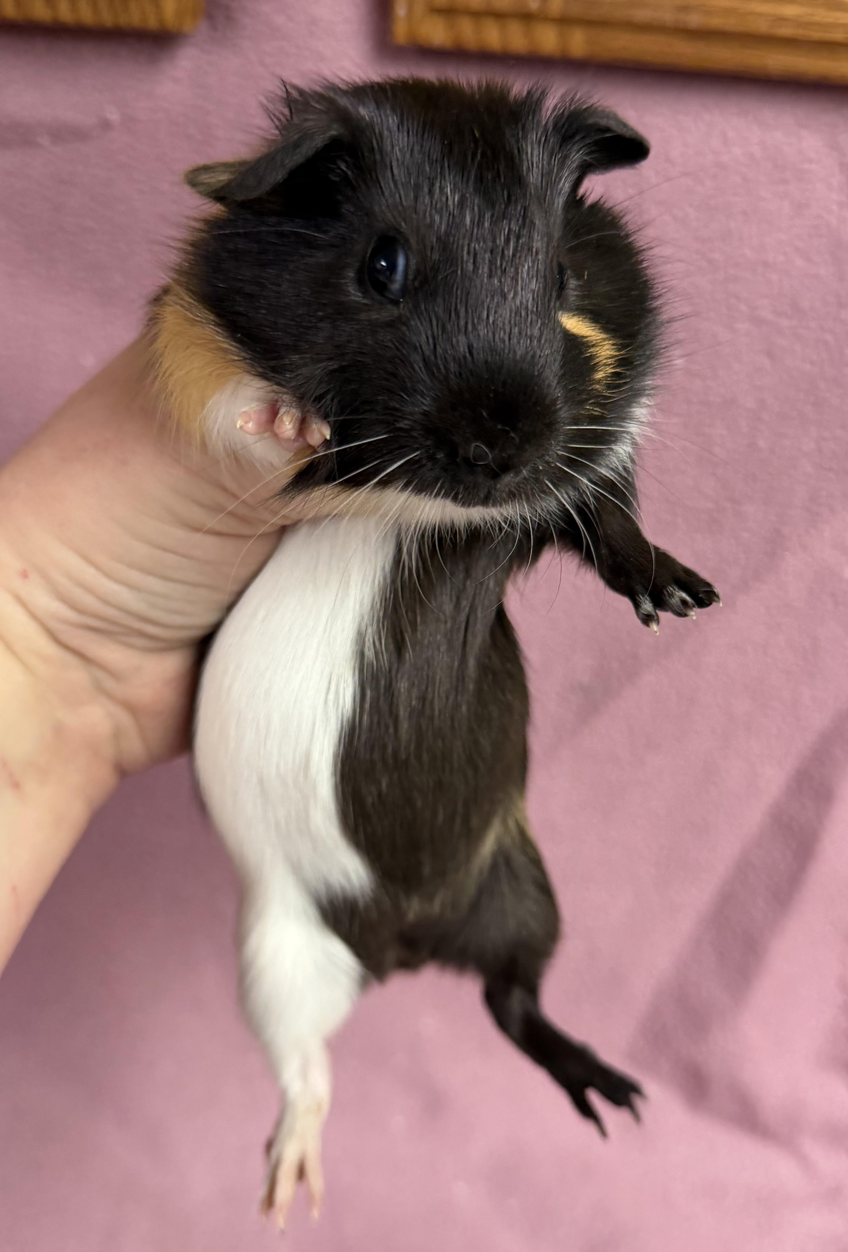 Enlarge Alice, a Adopted Guinea Pig in Edinburg, PA image 1/4