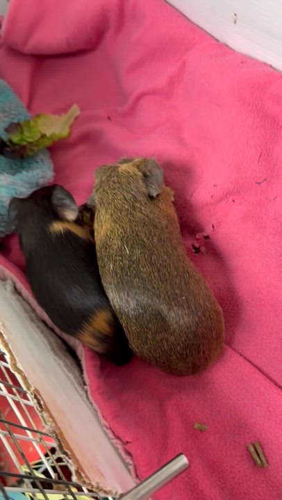 Enlarge Alice, a Adopted Guinea Pig in Edinburg, PA video 4/4