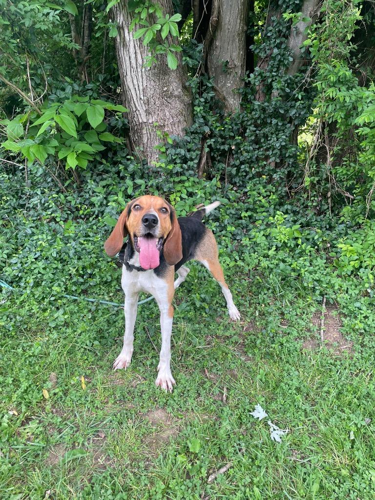 Hershal, ADOPTABLE, Adult Male Treeing Walker Coonhound & Hound.