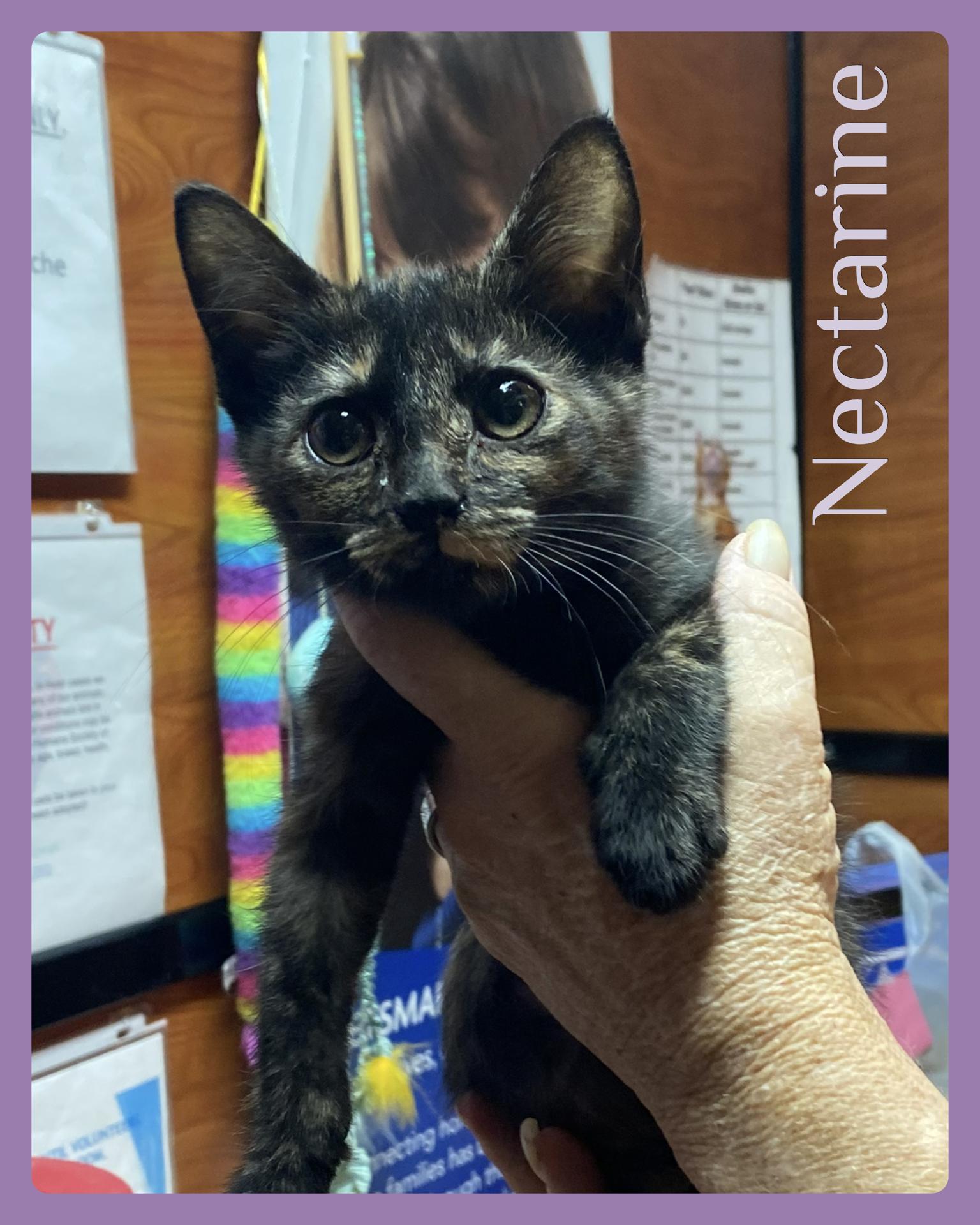 NECTARINE, adopted, Kitten Female Tortoiseshell.