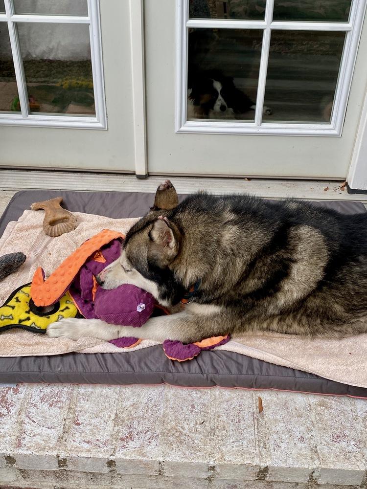 Bo, Adoptable, Adult Male Husky.