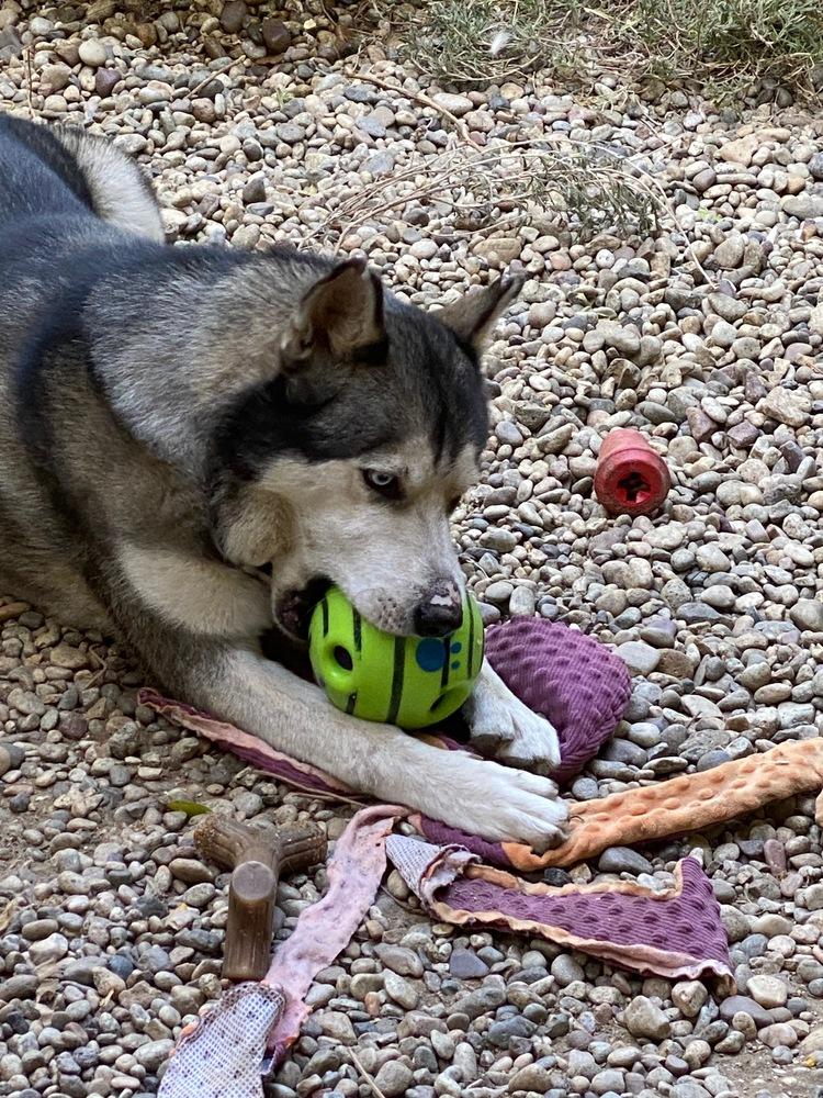 Enlarge Bo, a Adoptable Husky in Van Nuys, CA image 2/6