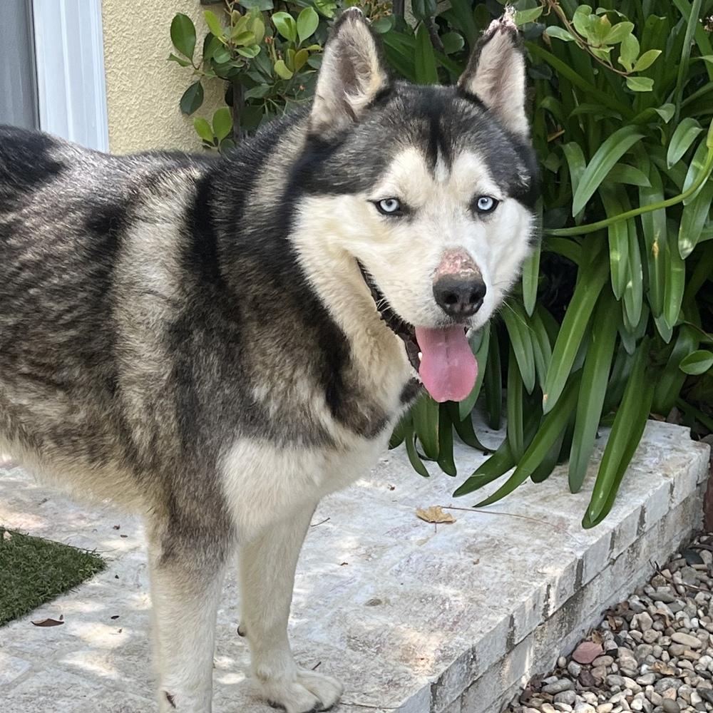 Enlarge Bo, a Adoptable Husky in Van Nuys, CA image 3/6