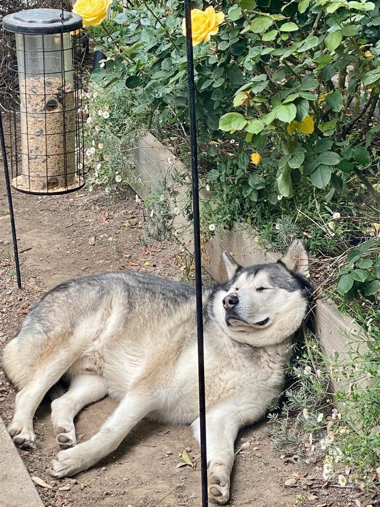 Enlarge Bo, a Adoptable Husky in Van Nuys, CA image 4/6