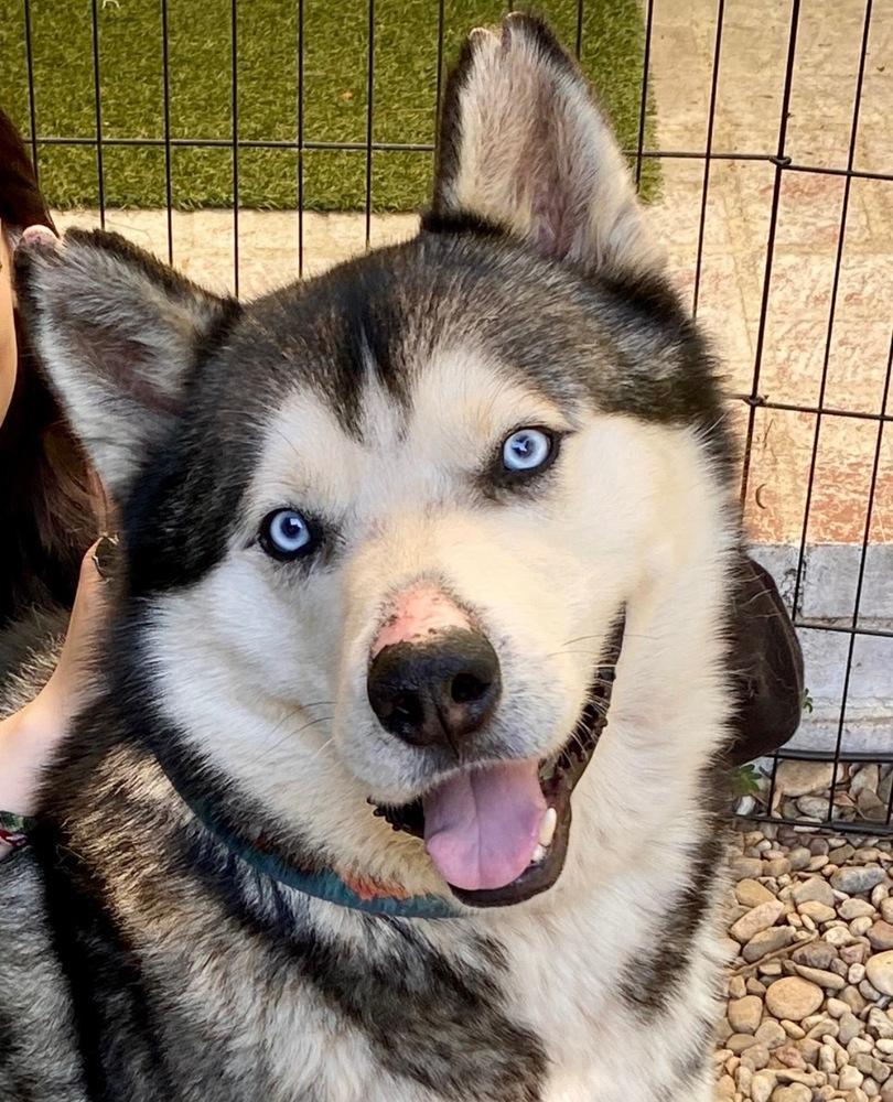 Enlarge Bo, a Adoptable Husky in Van Nuys, CA image 5/6