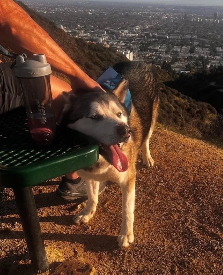 Enlarge Bo, a Adoptable Husky in Van Nuys, CA image 6/6