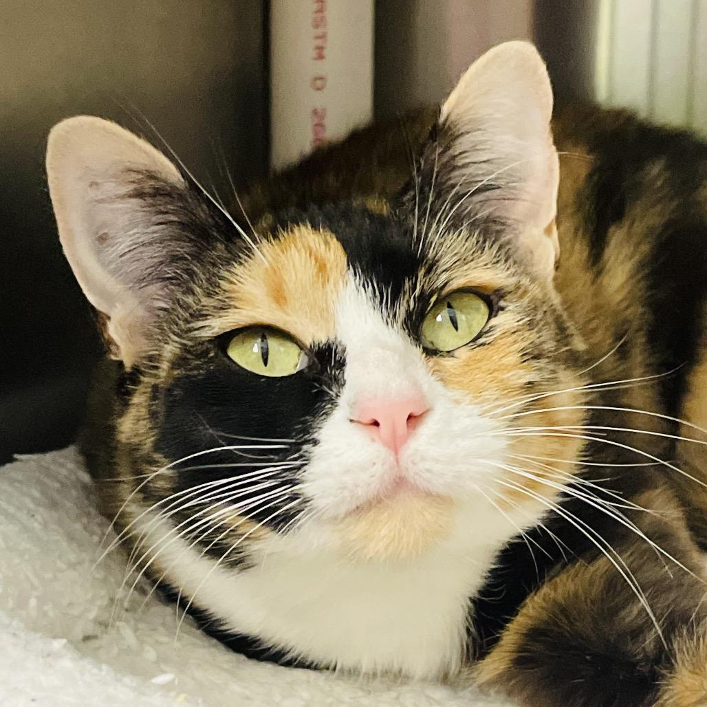 Catwoman, Adoptable, Young Female Domestic Short Hair.