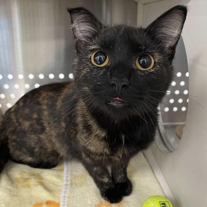 Tula Roo, ADOPTABLE, Young Female Domestic Short Hair.