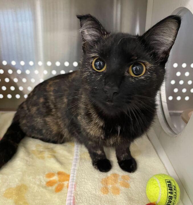 Enlarge Tula Roo, a ADOPTABLE Domestic Short Hair in Jackson, MI image 5/6