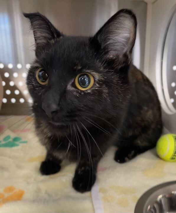 Enlarge Tula Roo, a ADOPTABLE Domestic Short Hair in Jackson, MI image 4/6