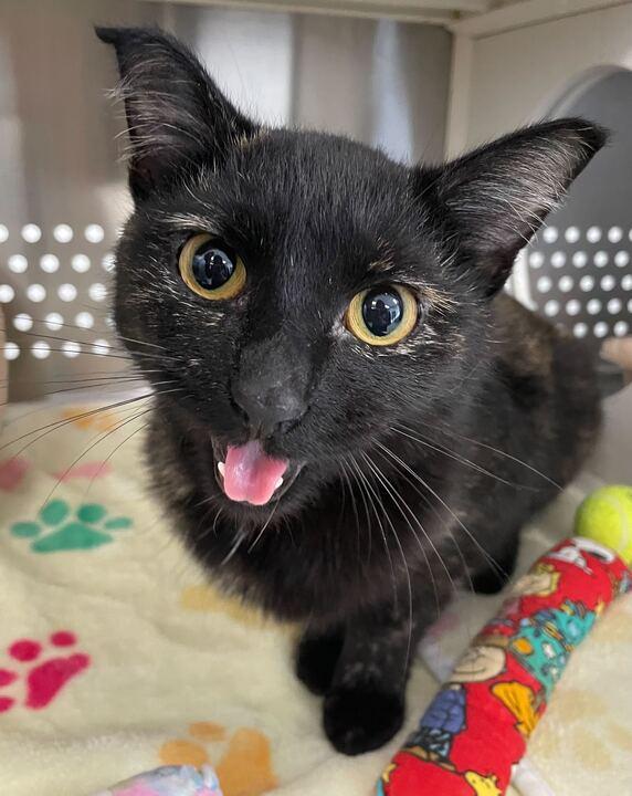 Enlarge Tula Roo, a ADOPTABLE Domestic Short Hair in Jackson, MI image 6/6