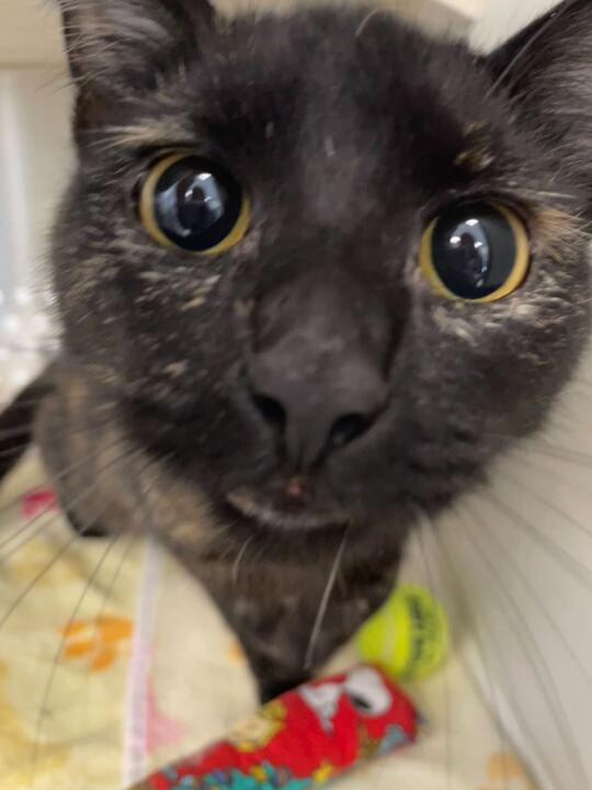 Enlarge Tula Roo, a ADOPTABLE Domestic Short Hair in Jackson, MI image 2/6