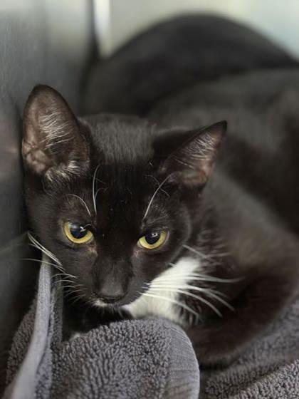 Alabama, Adoptable, Young Female Domestic Short Hair & Domestic Short Hair.