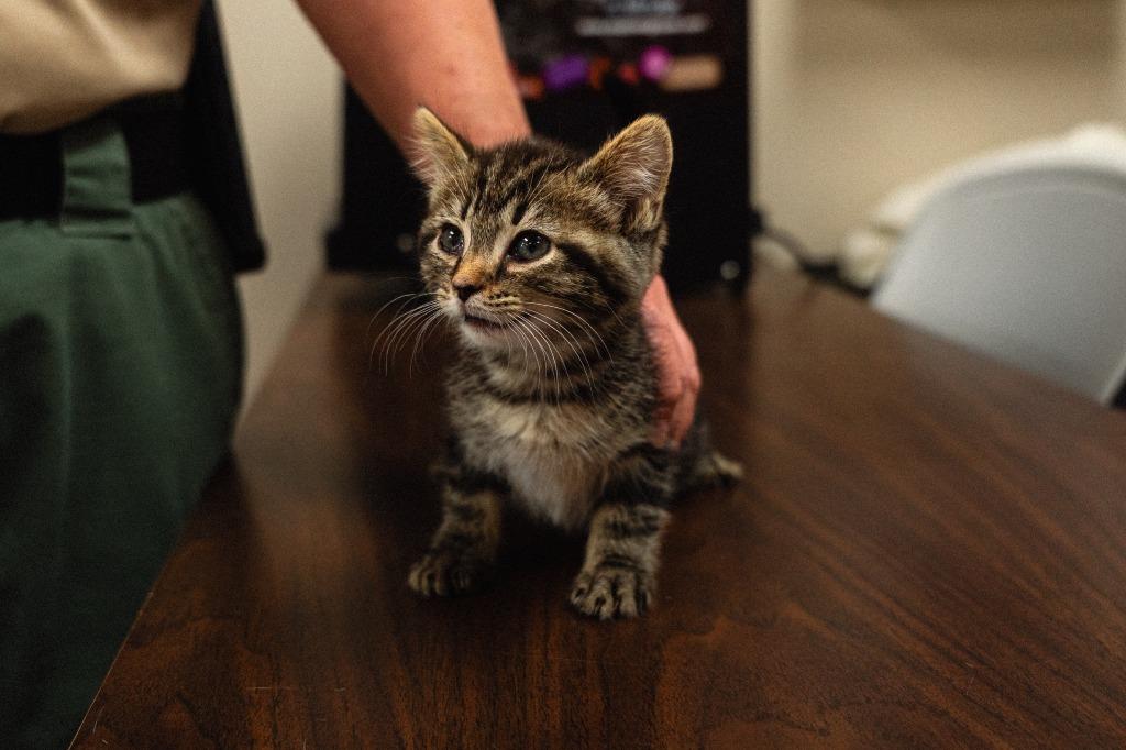 Hank Kitten 4(Azaria), a Adoptable mixed breed in Mocksville, NC image 1/6