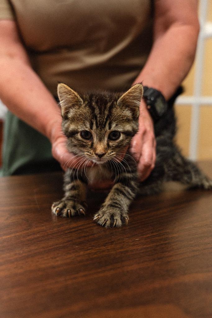 Hank Kitten 4(Azaria), a Adoptable mixed breed in Mocksville, NC image 2/6