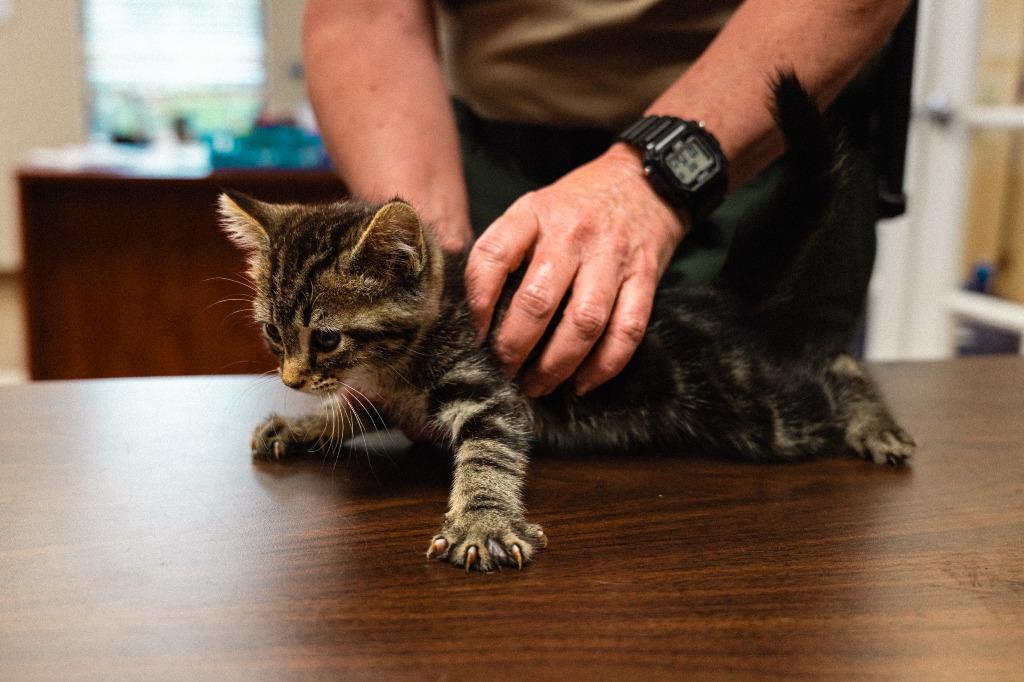Hank Kitten 4(Azaria), a Adoptable mixed breed in Mocksville, NC image 3/6