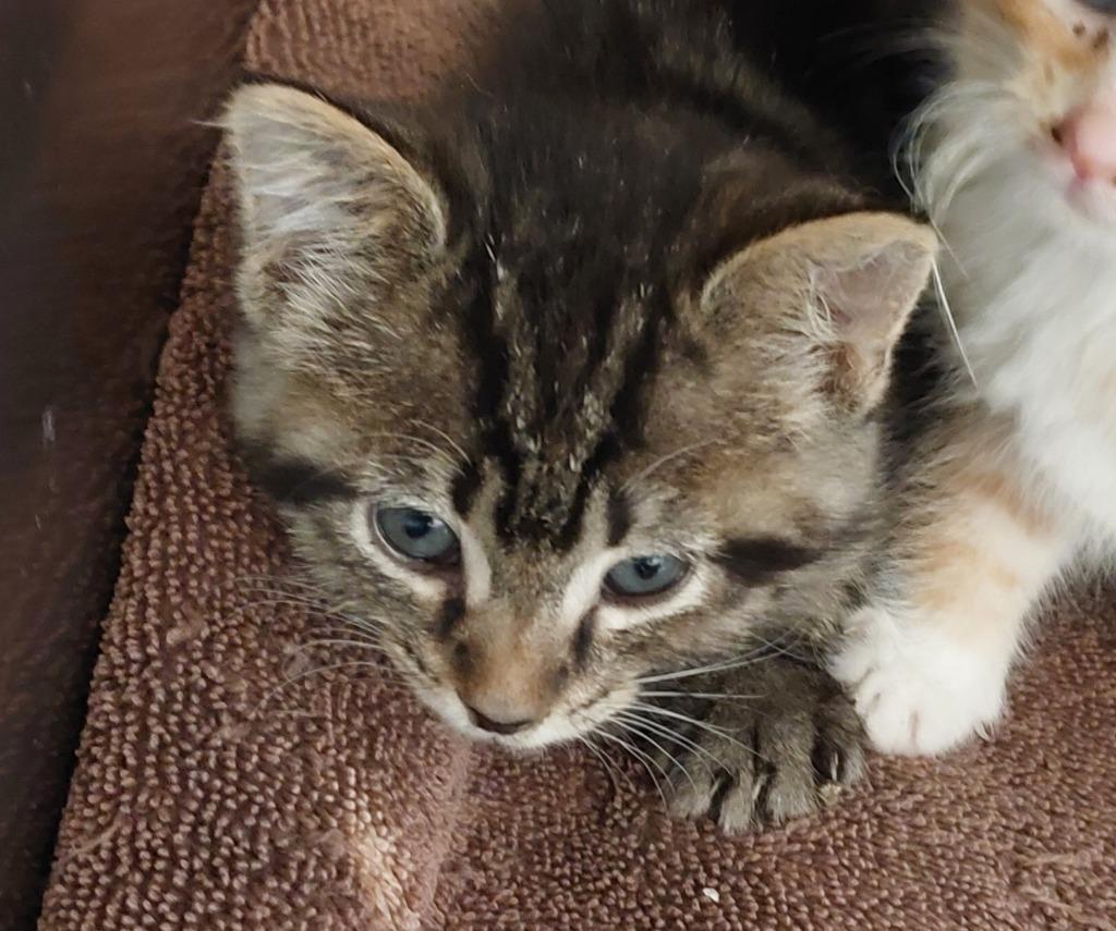 Hank Kitten 4(Azaria), a Adoptable mixed breed in Mocksville, NC image 4/6