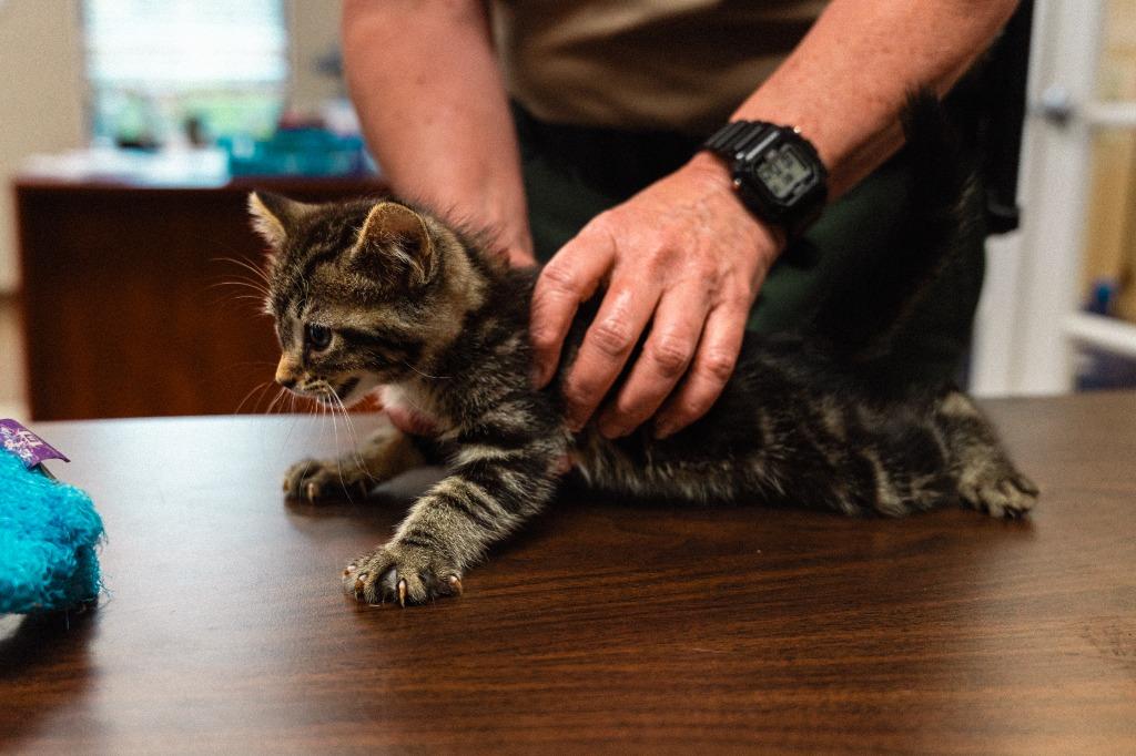 Hank Kitten 4(Azaria), a Adoptable mixed breed in Mocksville, NC image 5/6