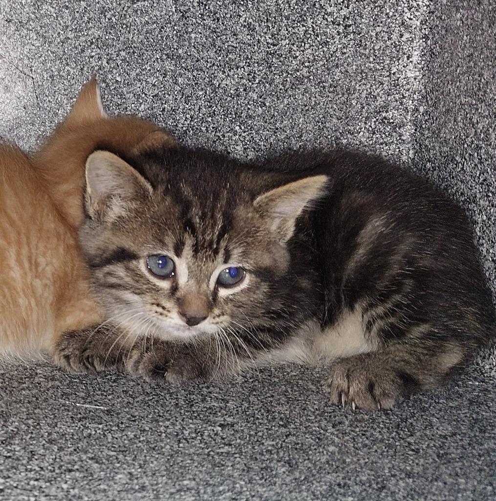 Hank Kitten 4(Azaria), a Adoptable mixed breed in Mocksville, NC image 6/6