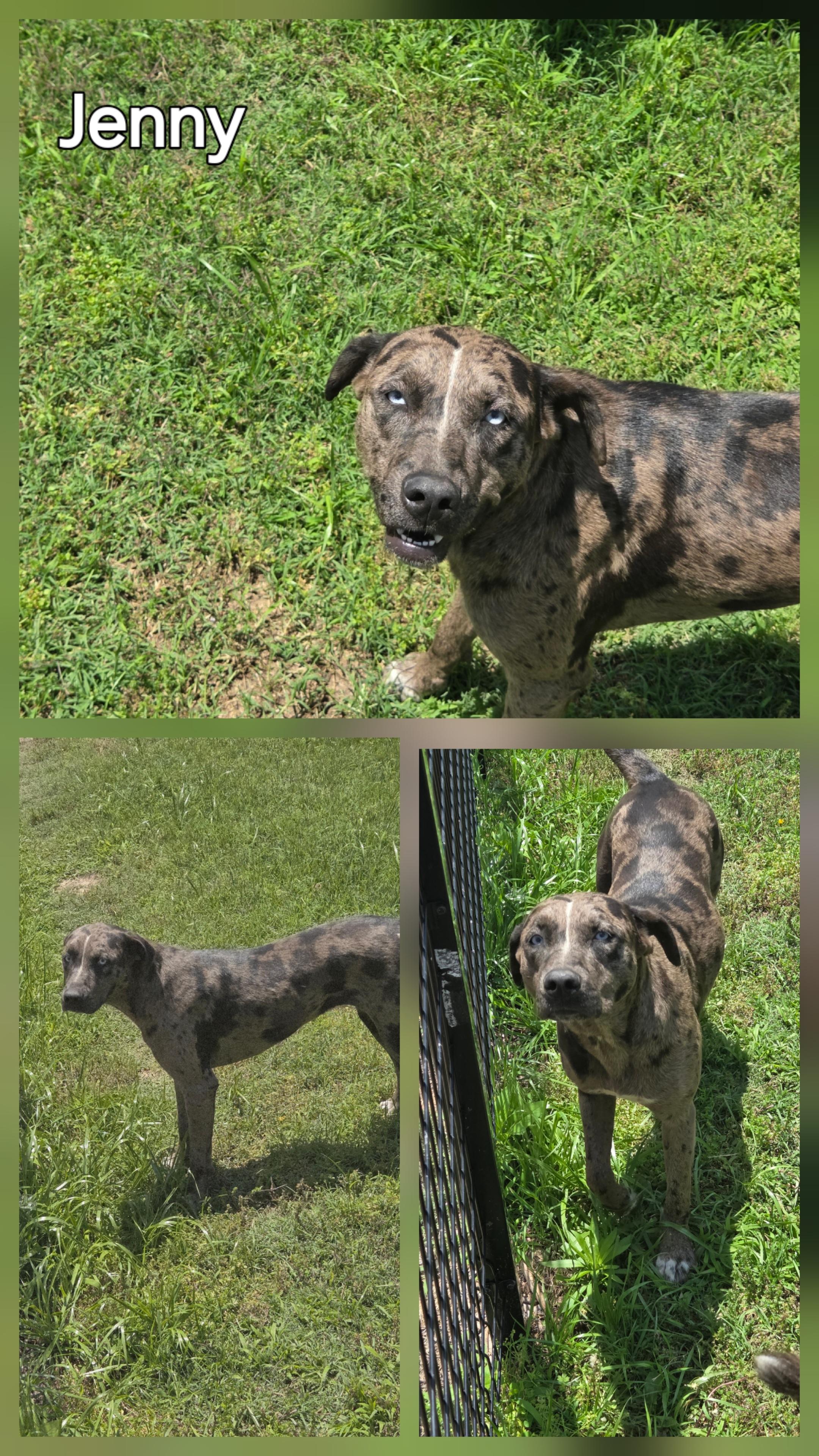 Jenny, Adopted, Adult Female Catahoula Leopard Dog.