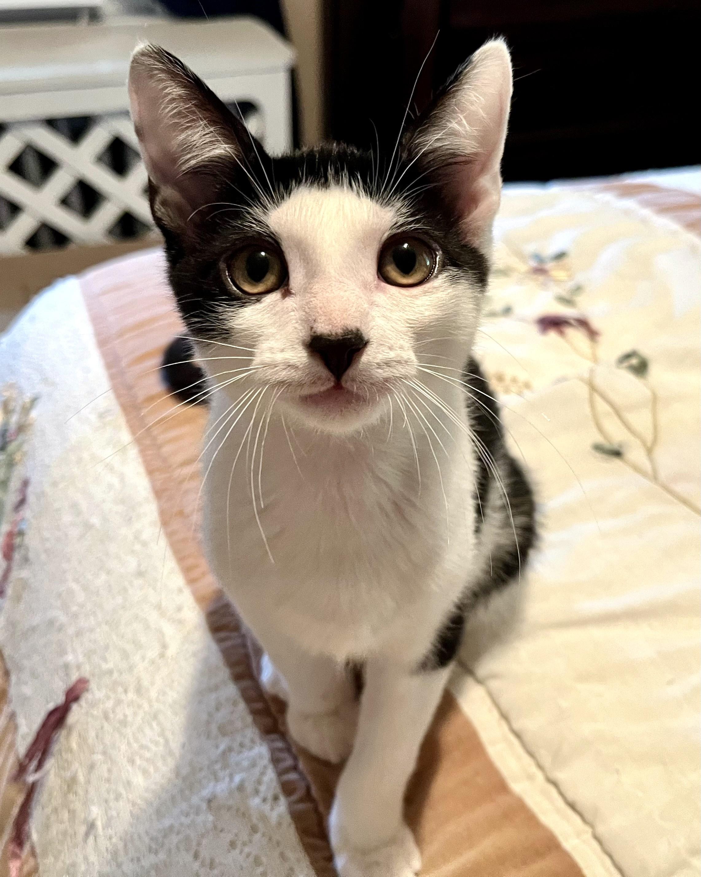 Boone